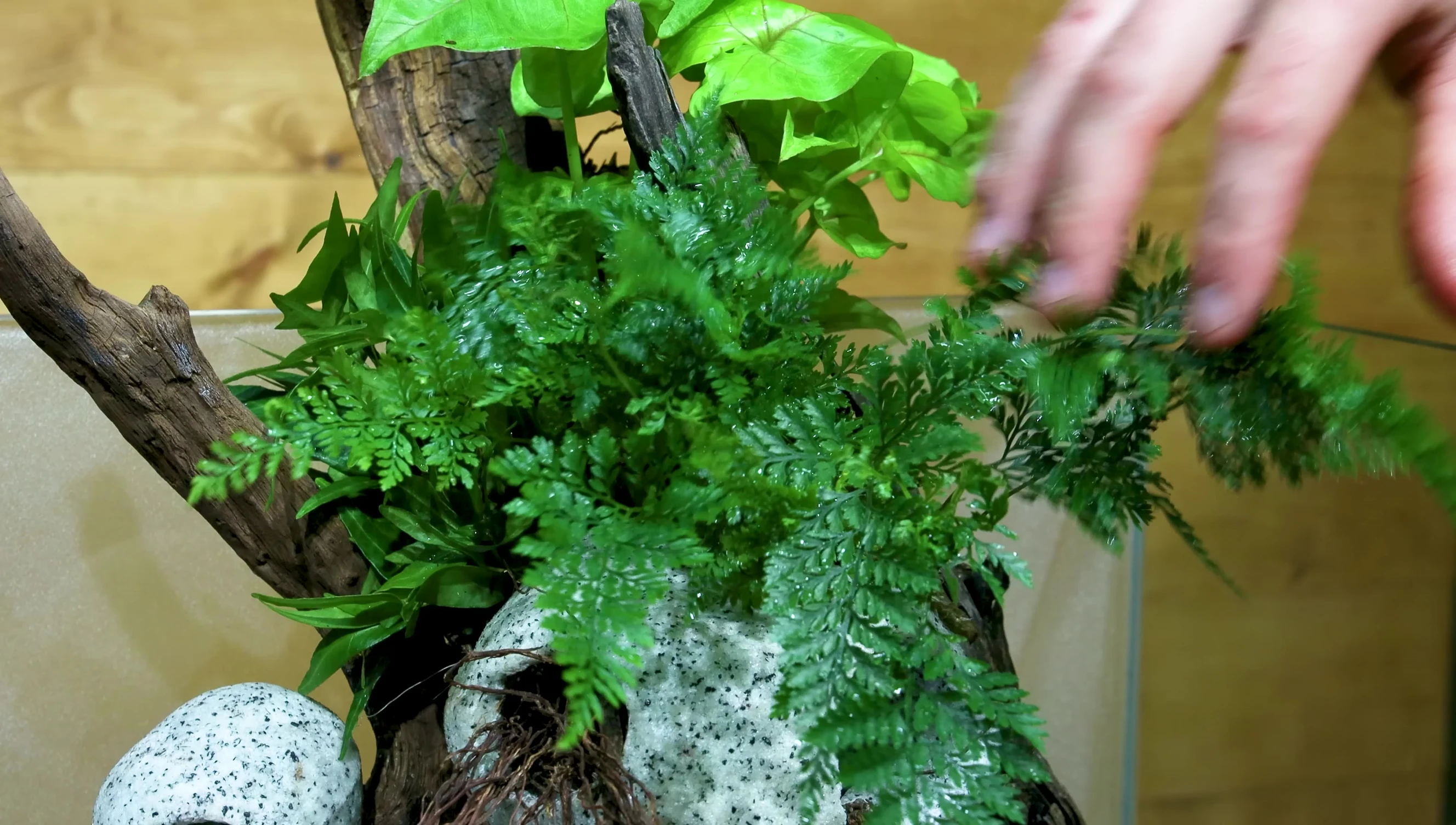 Adding aquatic plants