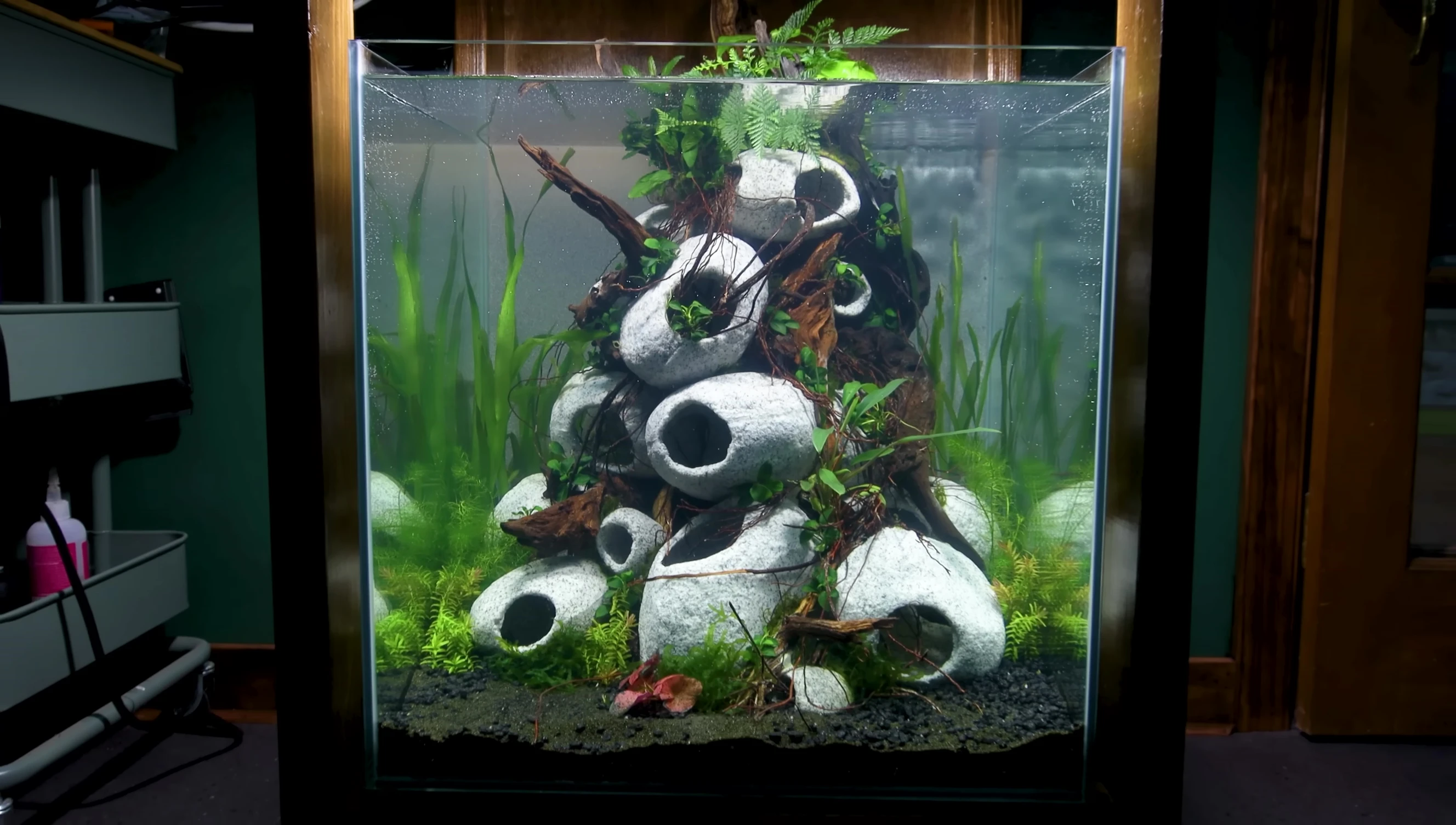 Completed aquascape