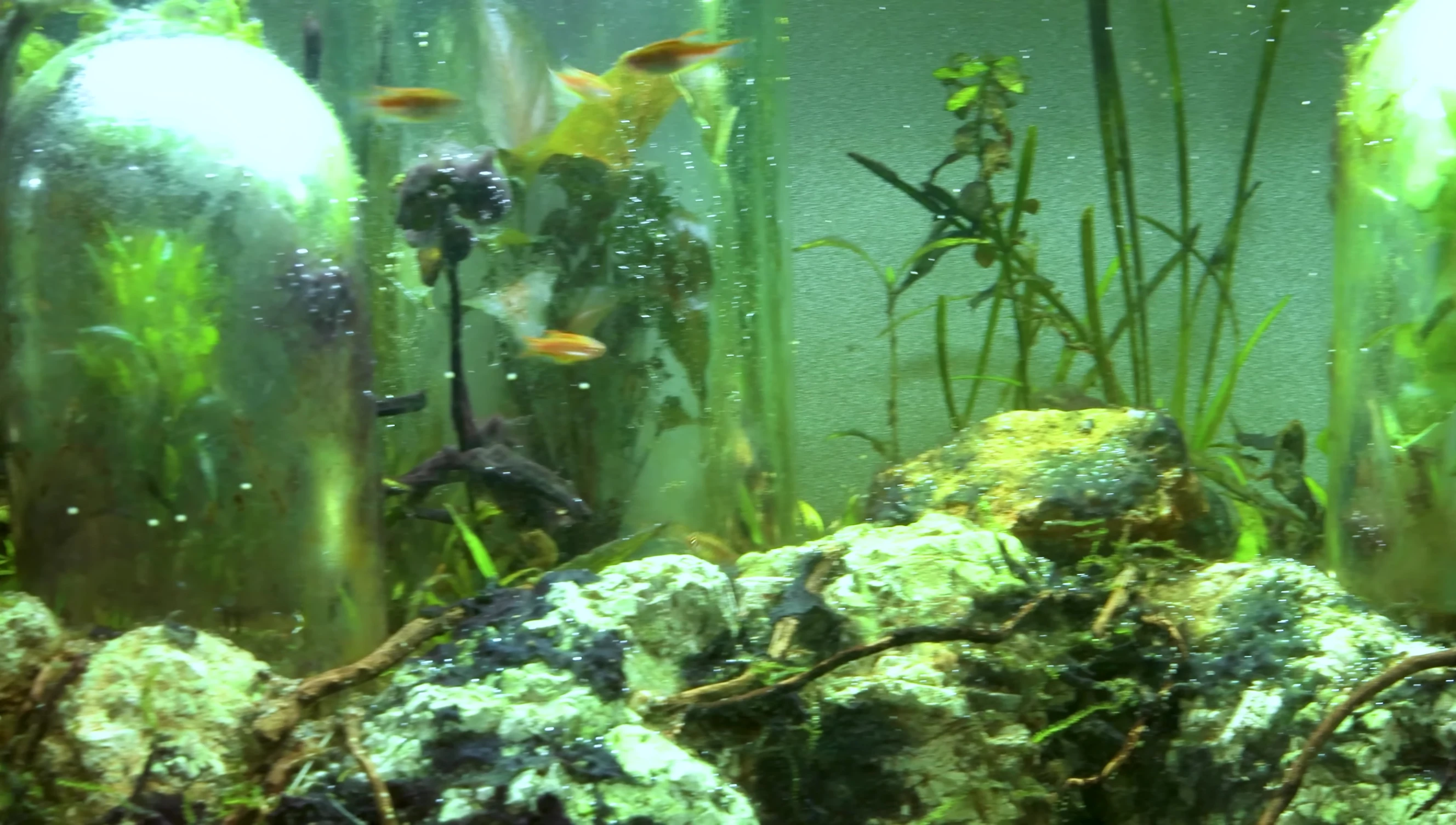 Adding glow light danios