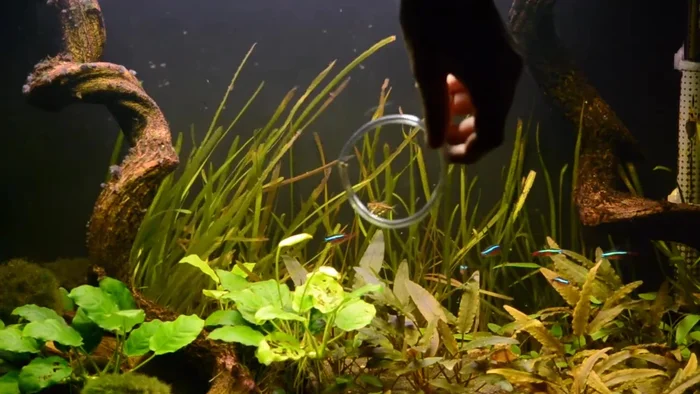 Attach a suction cup to each end of the airline tubing ring.