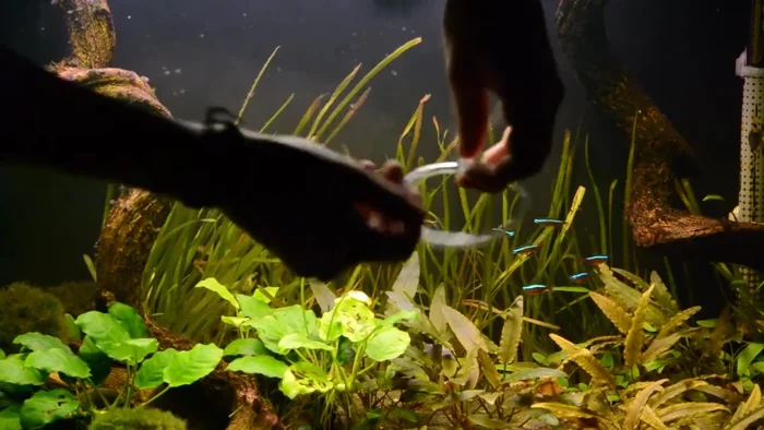 Attach the suction cups to the inside of your aquarium glass, securing the driftwood in place.