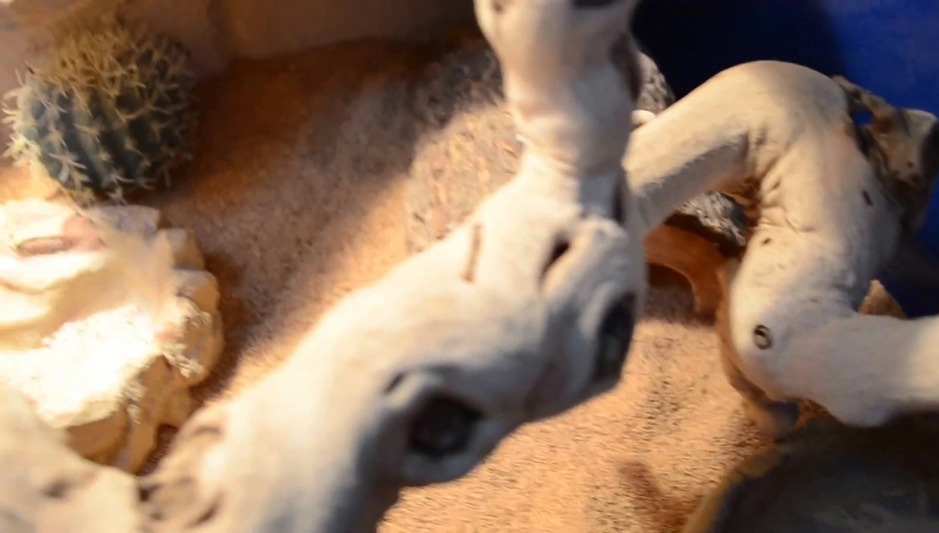 Mention of the aggressive bearded dragon, Blaze.