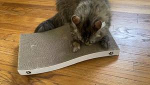 Coching Cat Scratcher Cardboard Cat Scratch Pad Review: A Kitten's Delight?