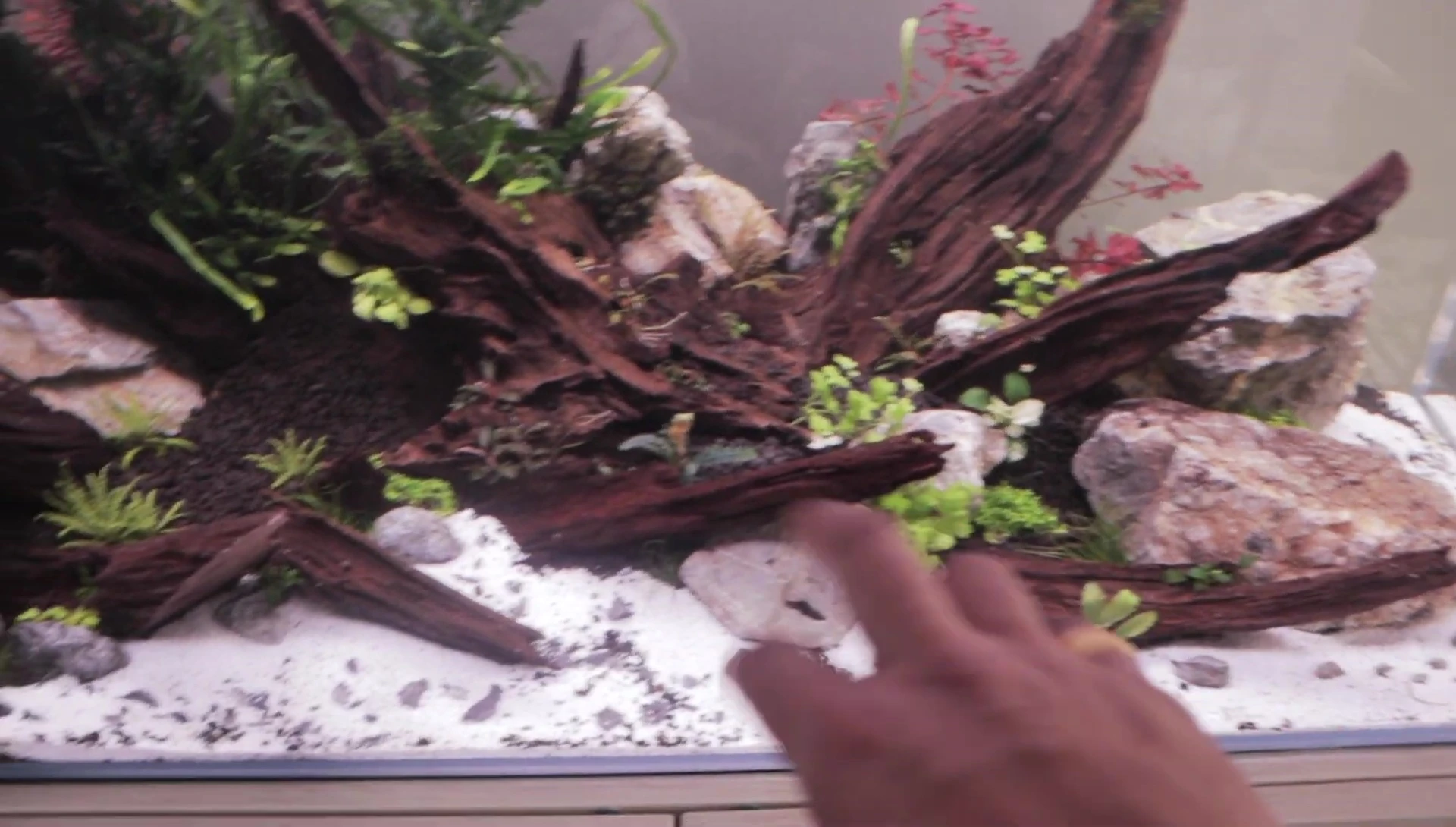 Various Anubias species attached to the driftwood.