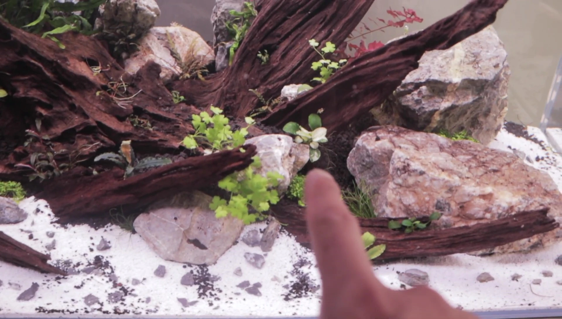 Close-up view of different Anubias varieties.