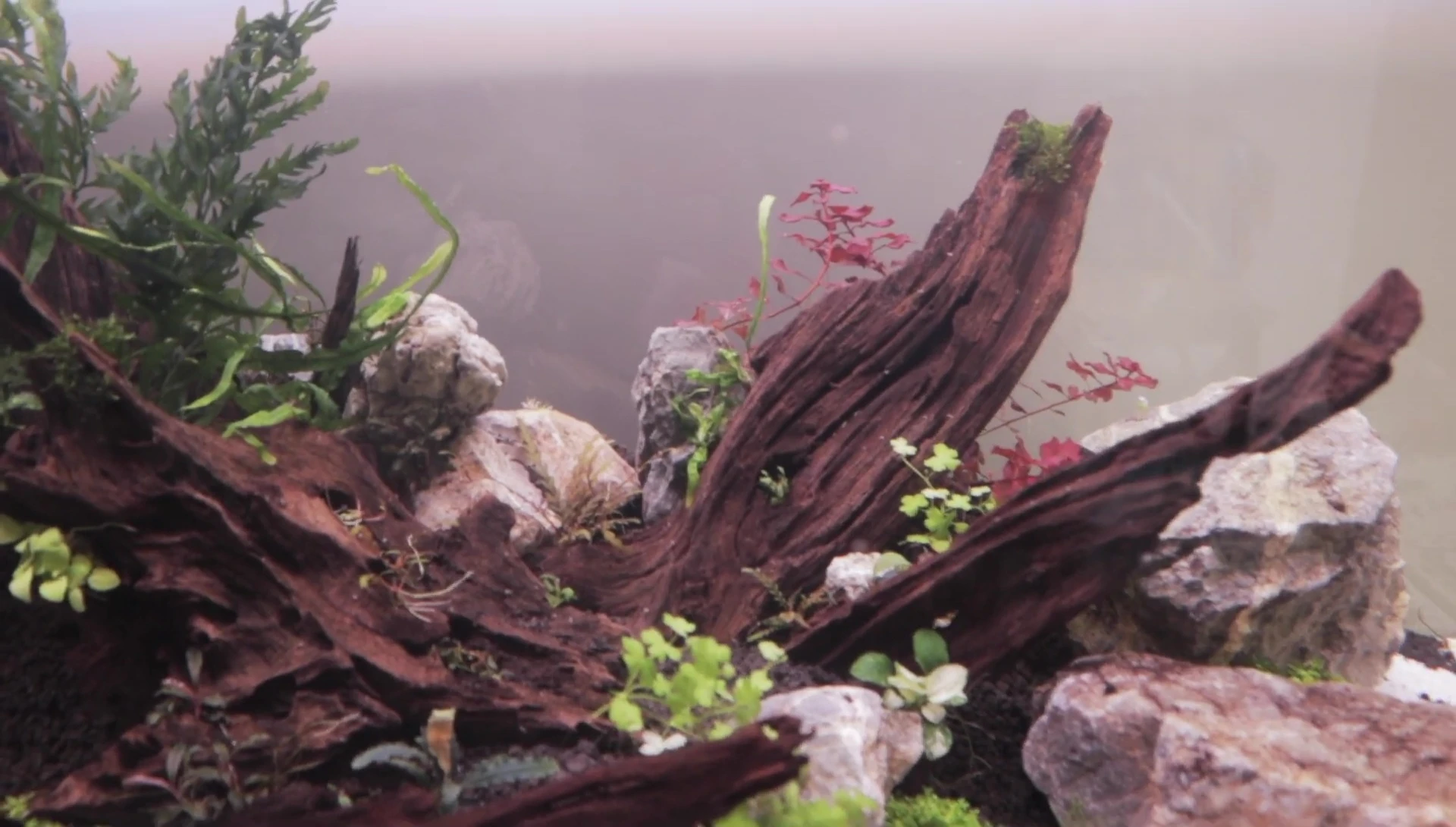 Ludwigia Super Red adding color accents.