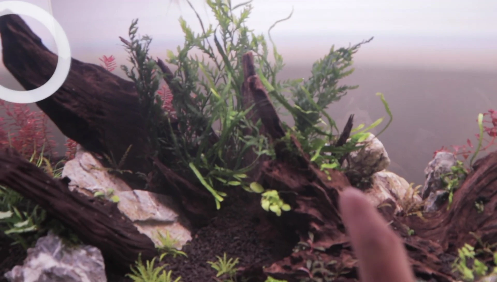 Java Fern and Bolbitis heteroclita in the midground.