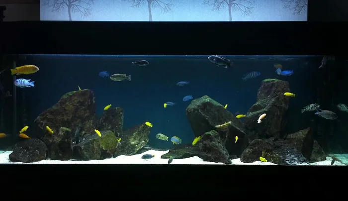 Plan your rockscape. Sketch it out beforehand to make the process easier. Consider a pyramid shape, with a wide base for stability.