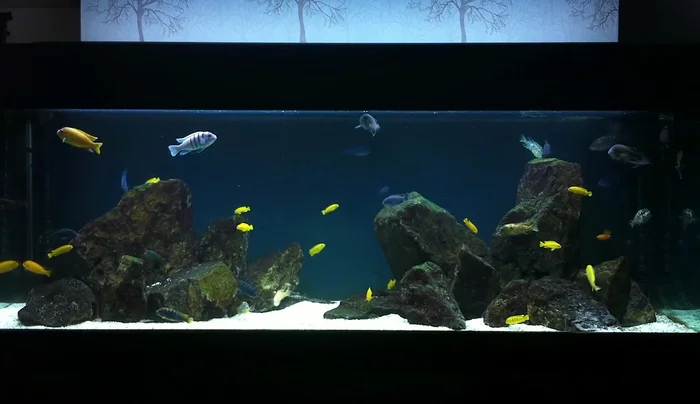 Build a strong foundation. Start with larger rocks at the bottom and gradually build upwards. Ensure rocks are touching the tank bottom for stability.