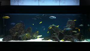 Creating the Perfect African Cichlid Rockscape: A Step-by-Step Guide