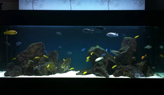 Add substrate (sand) around the rocks.