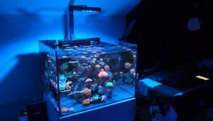 AI Blade Aquarium Light Review: Honest Pros & Cons