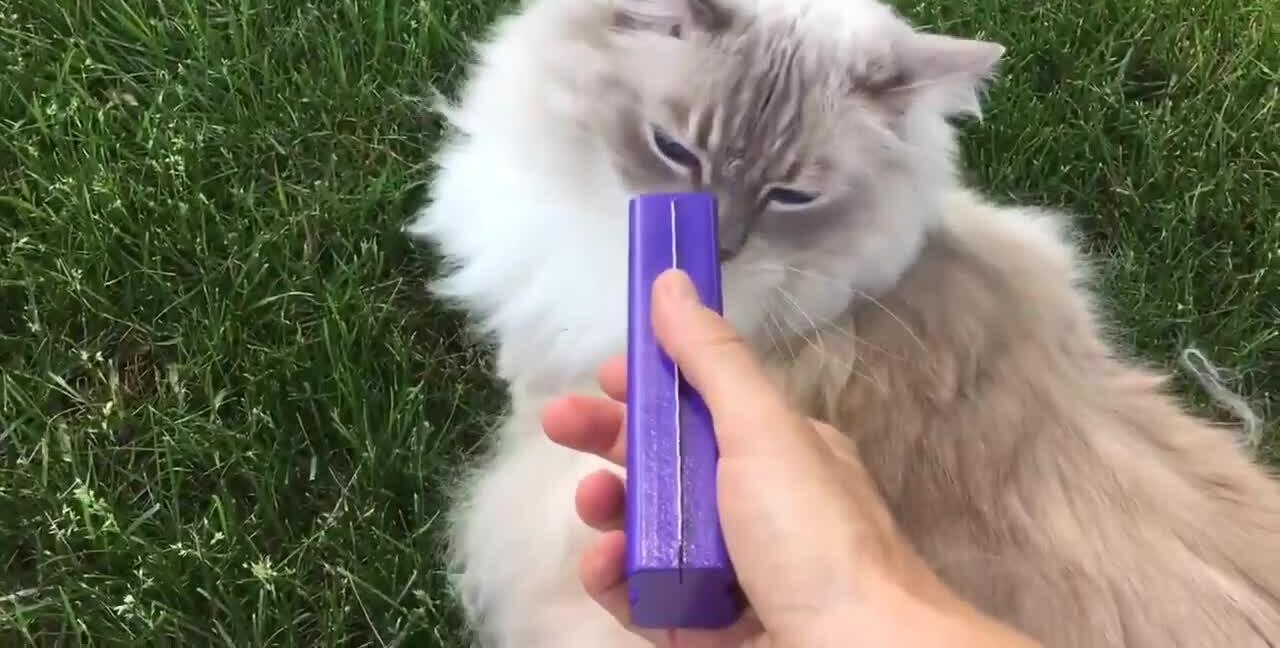 Trig and Charlie, the ragdoll cats, looking apprehensive.