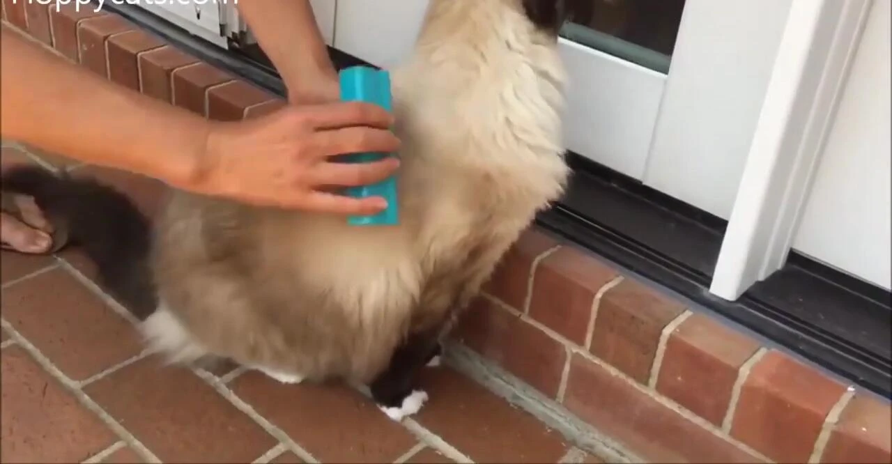 Hair flying off the cat during grooming with the Equigroomer.
