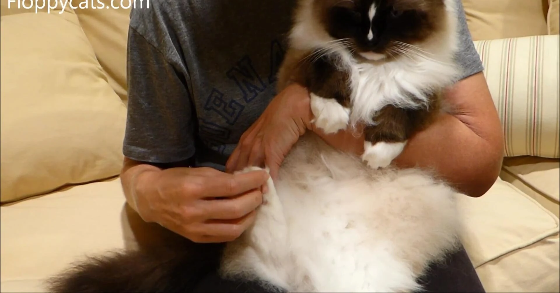 The reviewer prepares to use the EZ-Groomer on the cat.