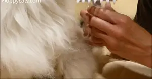 EZ-Groomer Pet Comb Review: Does it Live Up to the Hype?