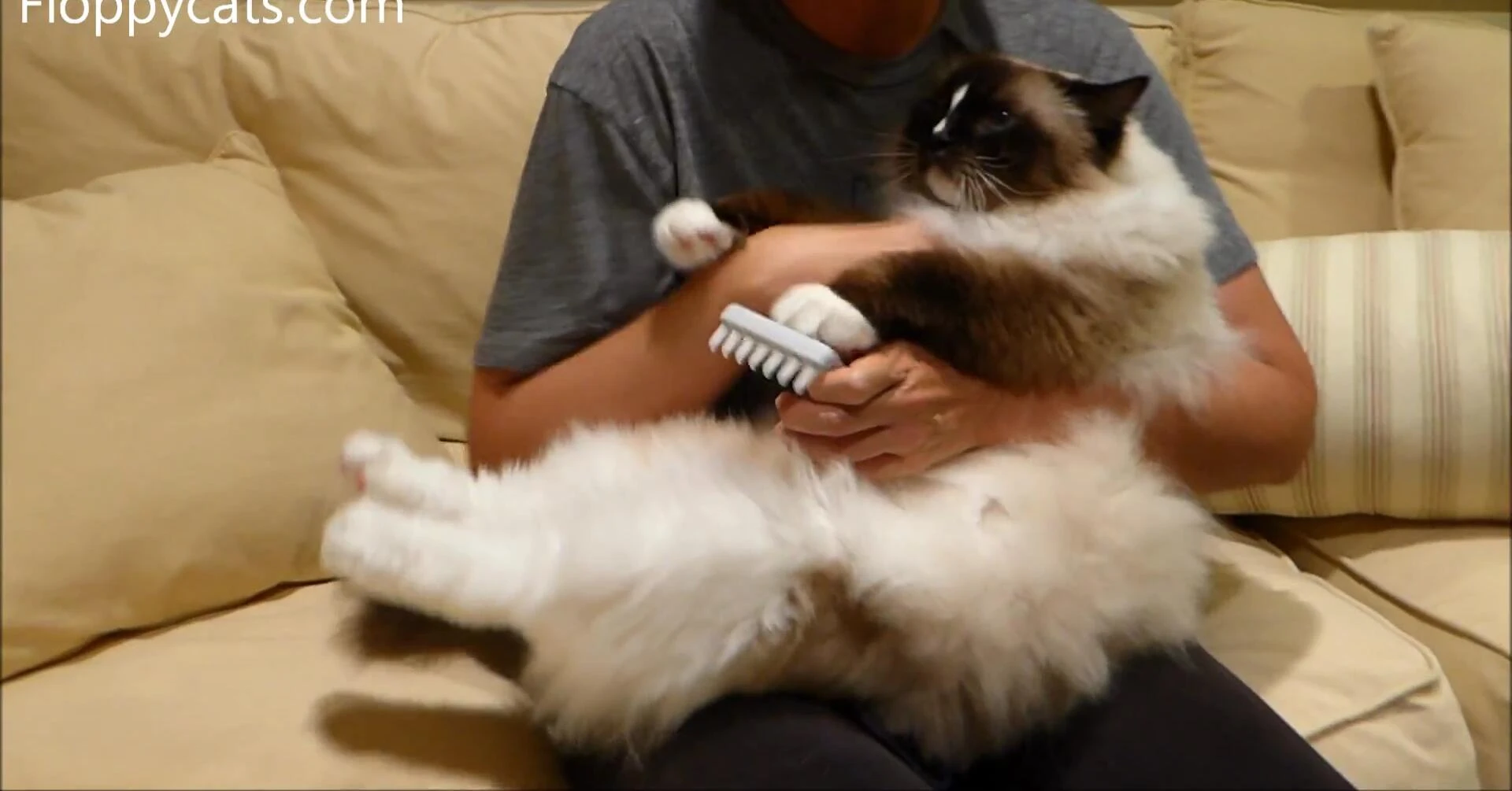 Close-up of the EZ-Groomer comb being held by the reviewer.