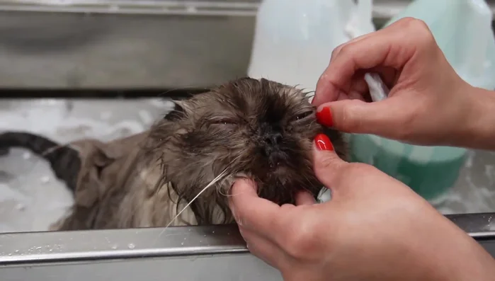 Clean eyes and face with a flea comb and blueberry facial shampoo.