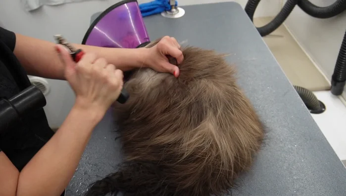 Remove remaining mats with a D matting tool and comb.