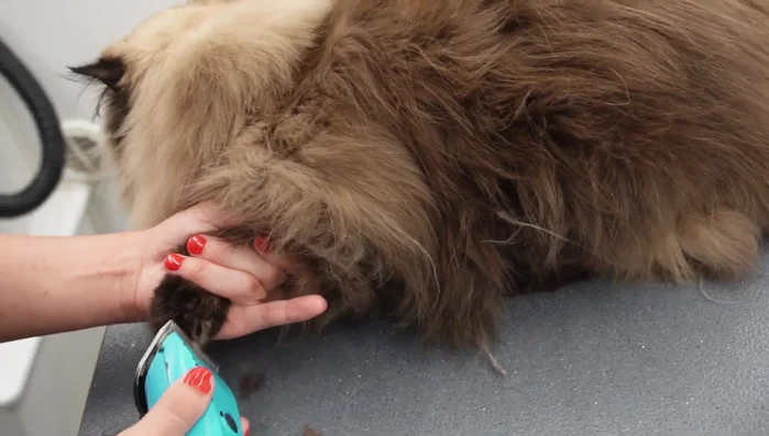 Shave under paw pads and shape paw pads with scissors.