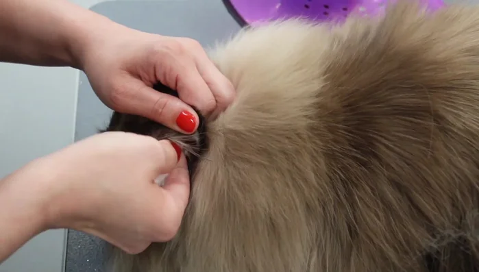 Clean ears with ear cleaner and cotton balls.