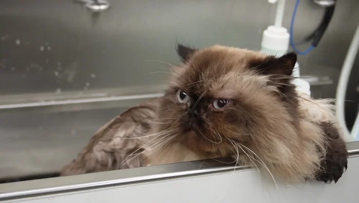 Bathe with Menthol shampoo, massaging well.
