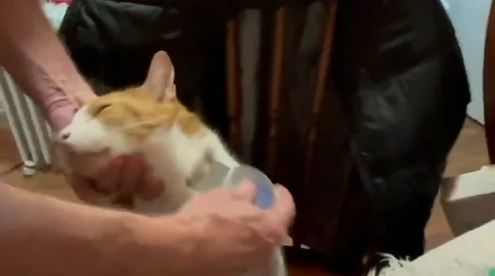 Repeat steps 2 and 3 until you no longer collect fleas.