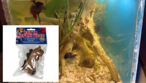 ZooMed Mopani Wood Review: Dark Water Aquarium Experiment