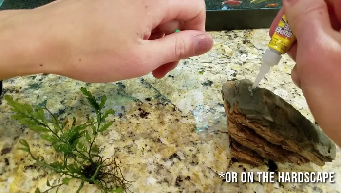 Use the cap of the super glue bottle to firmly press the plant down for 30 seconds.