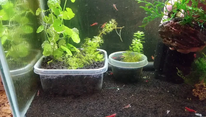 Use the cap of the super glue bottle to firmly press the plant down for 30 seconds.