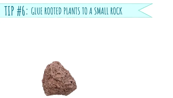 For rooted plants that tend to float, glue the base of the plant to a small lava rock and bury the rock in the substrate.