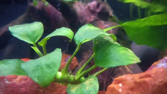 Apply a small amount of super glue gel to the roots of rhizome plants (Anubias, Java Fern) or the base of rooted plants.