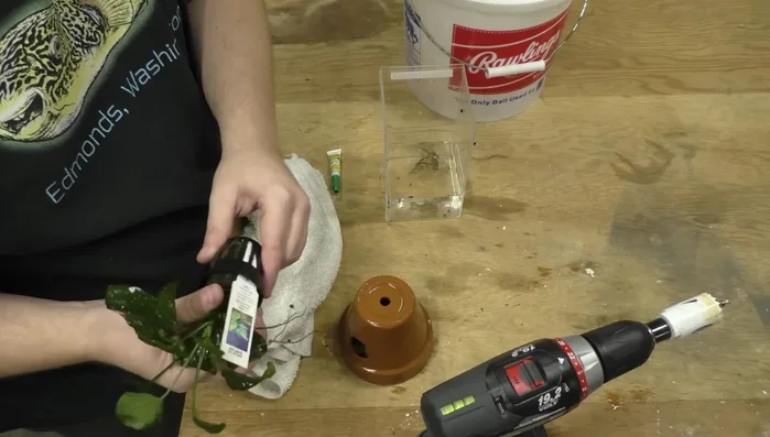 Prepare the plants by removing excess soil and roots, leaving shorter roots for easier attachment.