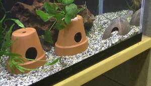 DIY Aquarium Caves: The Flour Pot Method