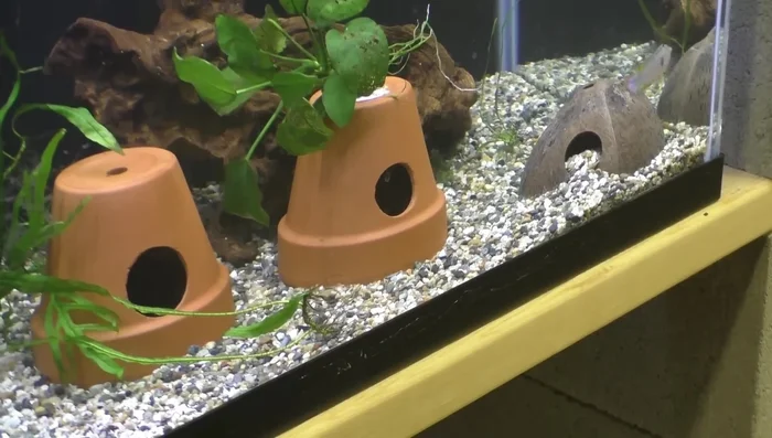 Allow the glue to dry completely before placing the cave in the aquarium.