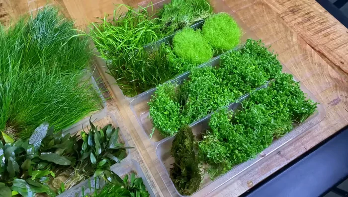 Include Fast-Growing Plants