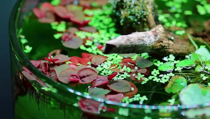 Include Fast-Growing Plants