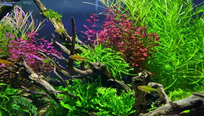 Include Fast-Growing Plants