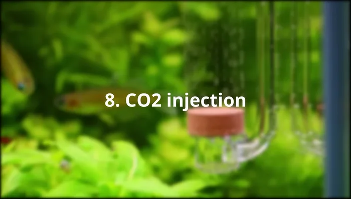 Maintain Consistent 8-Hour Photoperiod