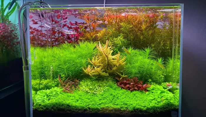 Eliminate Dead Spots in Aquascape