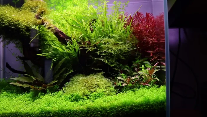 Maintain Consistent 8-Hour Photoperiod