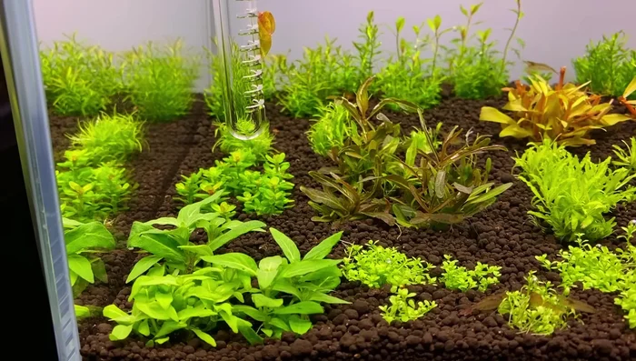 Adjust Fertilizer After Trimming