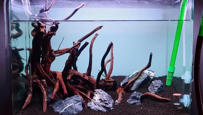 Use Healthy Plants (preferably in vitro)