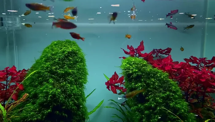 Maintain Clean Water Surface