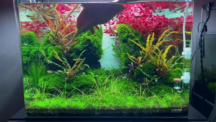 Eliminate Dead Spots in Aquascape