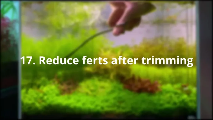 Adjust Fertilizer After Trimming