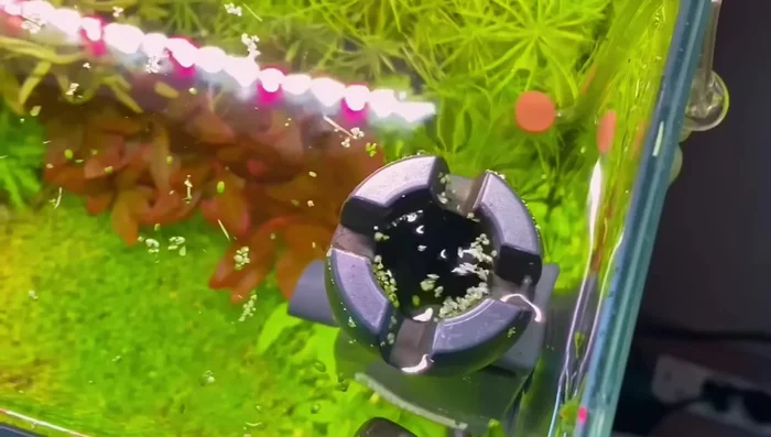 Maintain Clean Water Surface