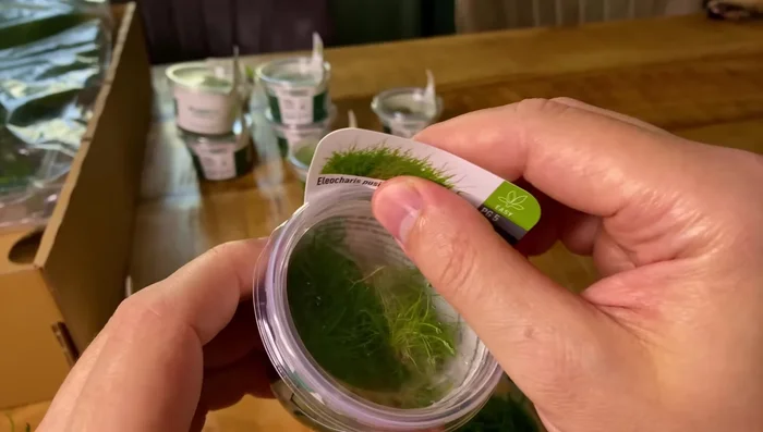 Use Healthy Plants (preferably in vitro)