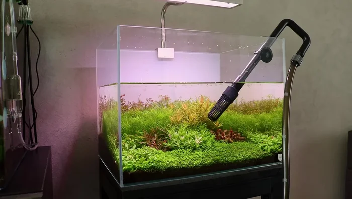 Maintain Consistent 8-Hour Photoperiod