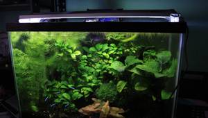 Finnex Stingray 3.0 LED Aquarium Light Review: A Comprehensive Look